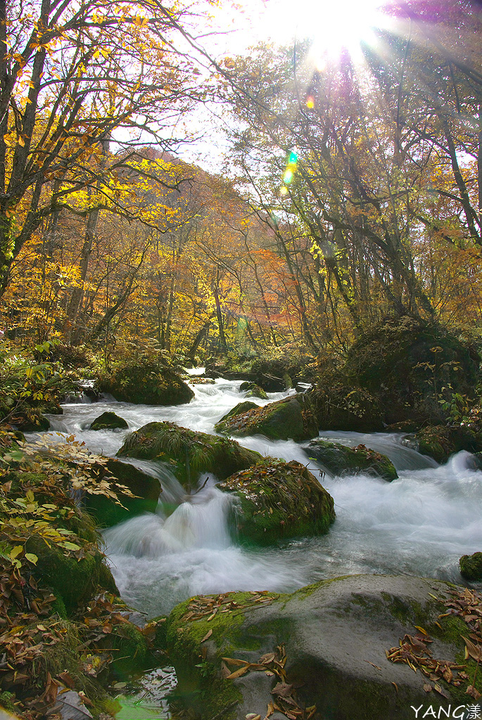 【青森紅葉】奧入瀨溪流賞紅葉