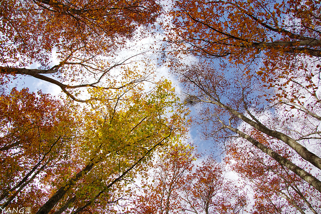 【青森紅葉】蔦沼散策賞紅葉