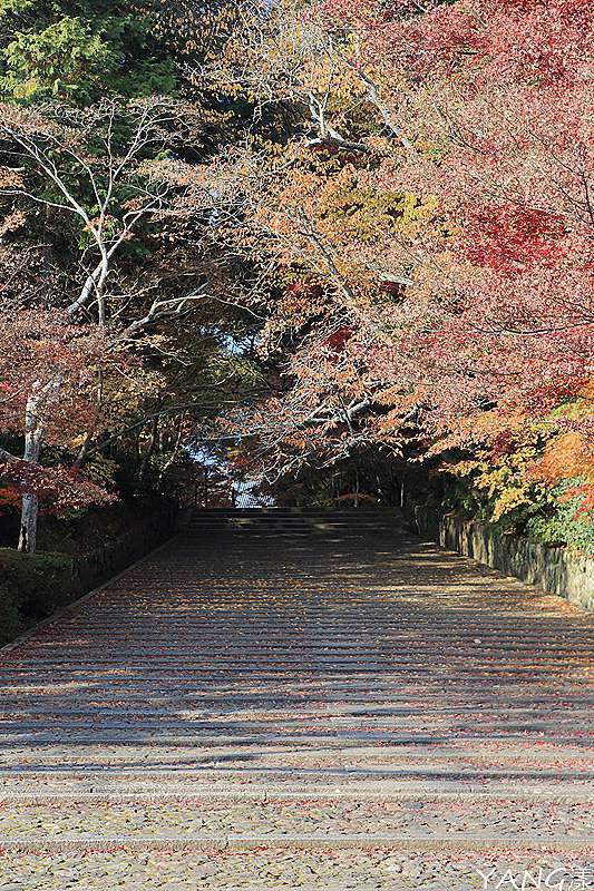 京都長岡京 總本山光明寺 京都賞紅葉必看楓葉隧道 Yang漾的趴趴照 痞客邦