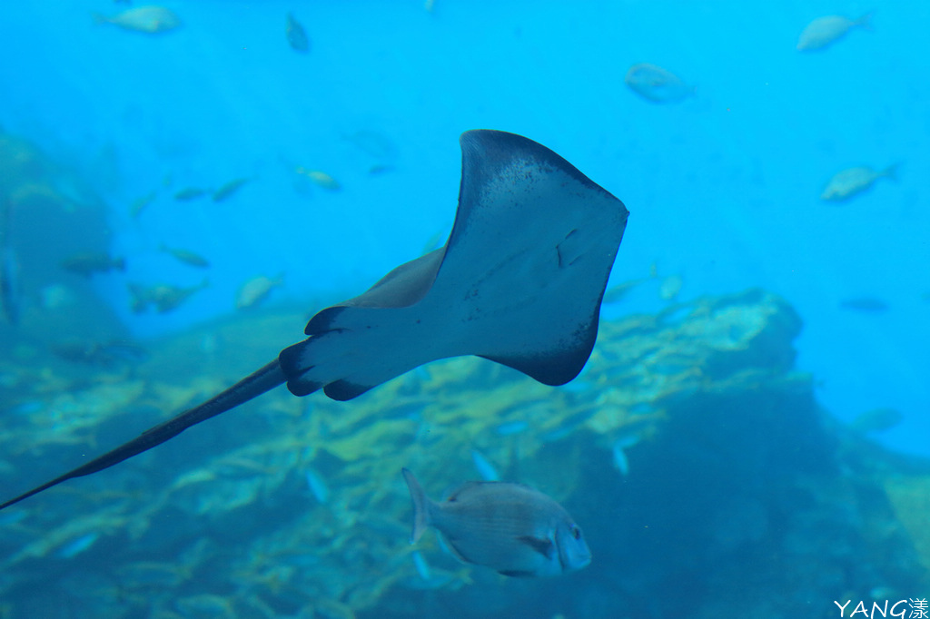 仙台海之杜水族館