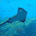 仙台海之杜水族館