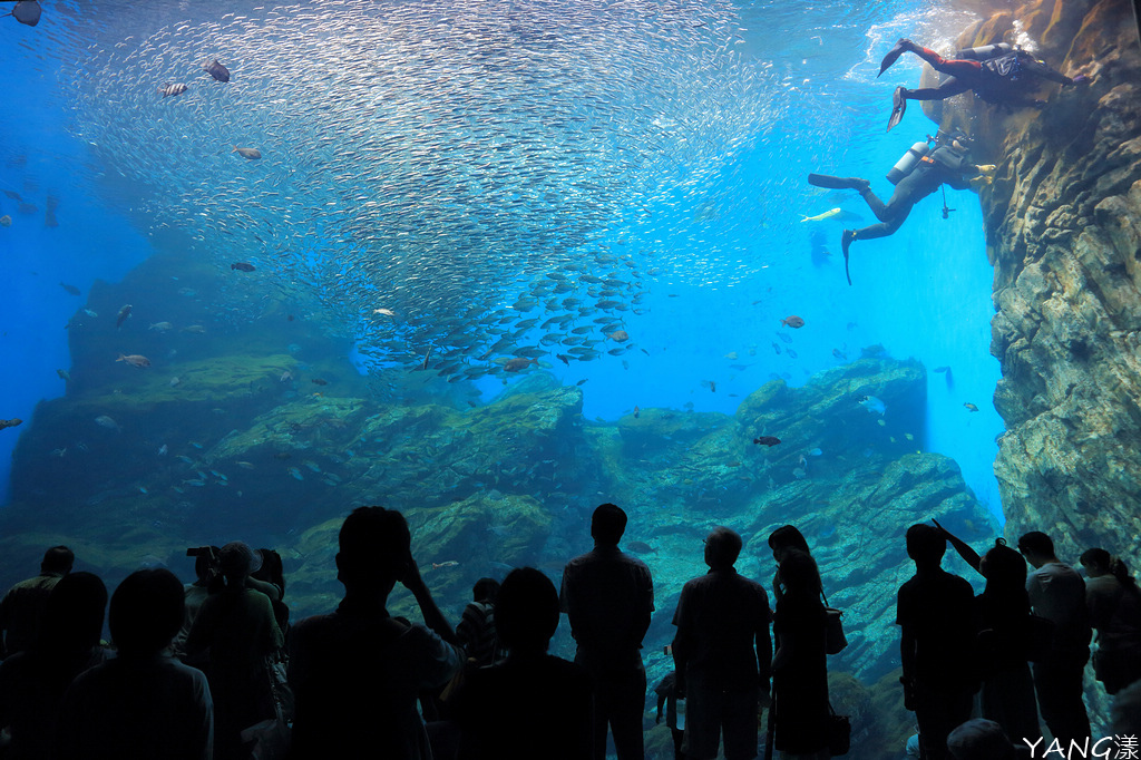 仙台海之杜水族館