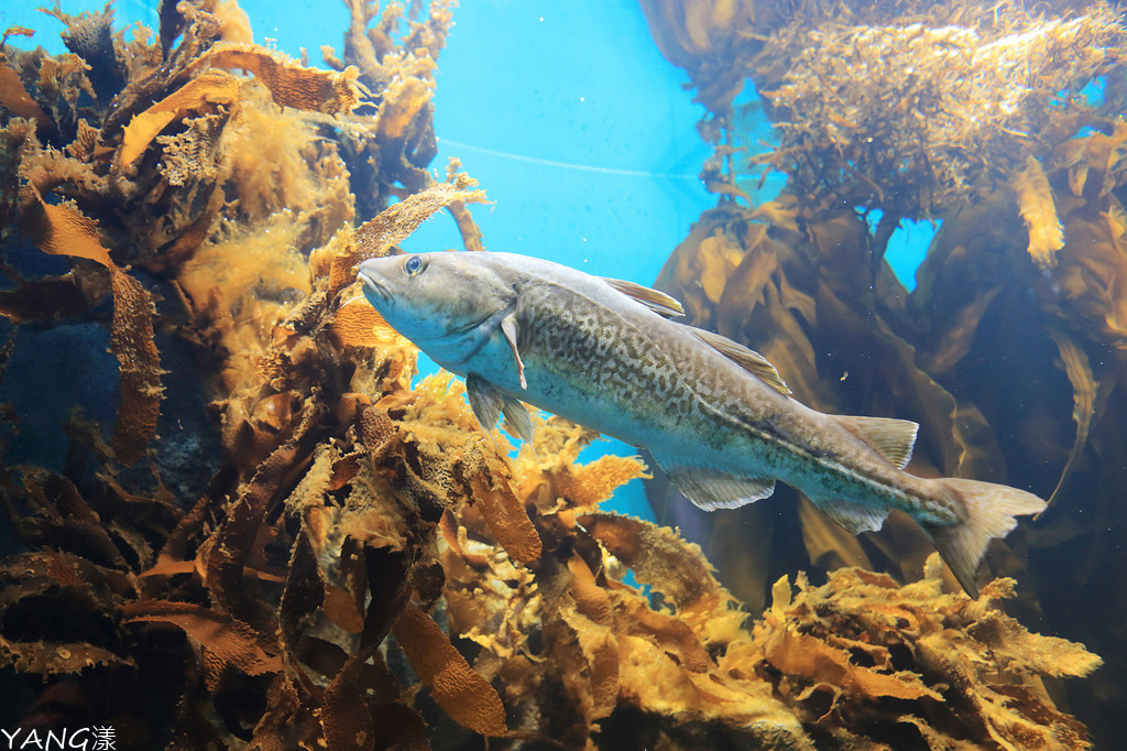 仙台海之杜水族館