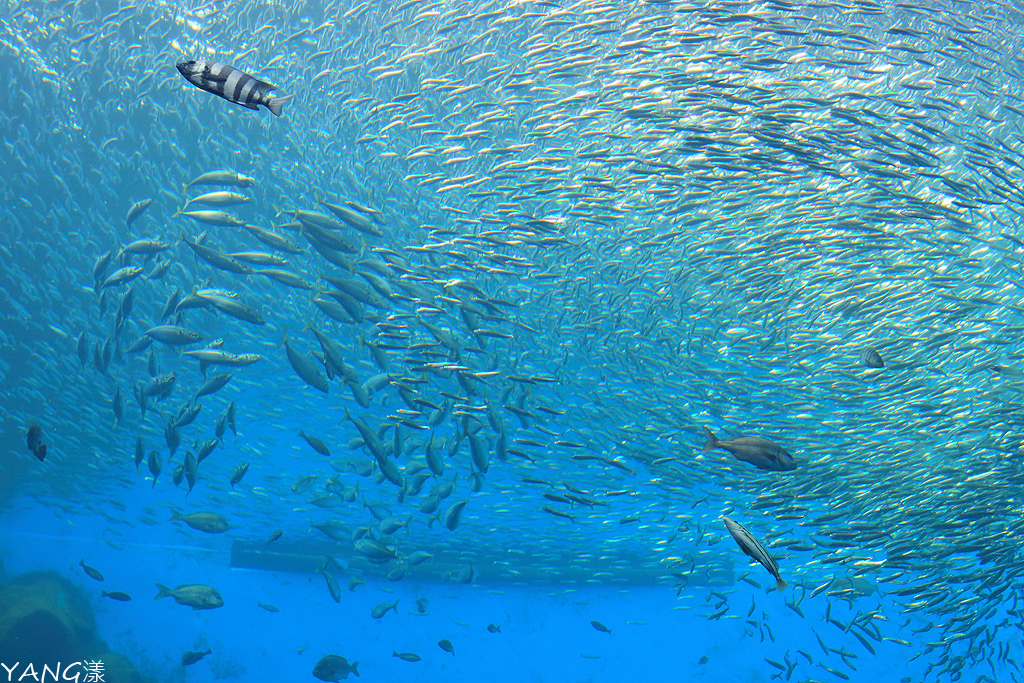 水族館 仙台