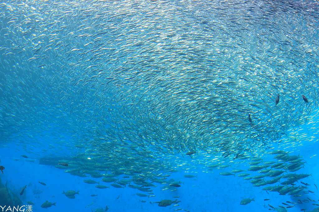 仙台海之杜水族館