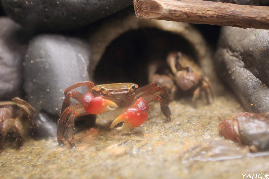 仙台海之杜水族館