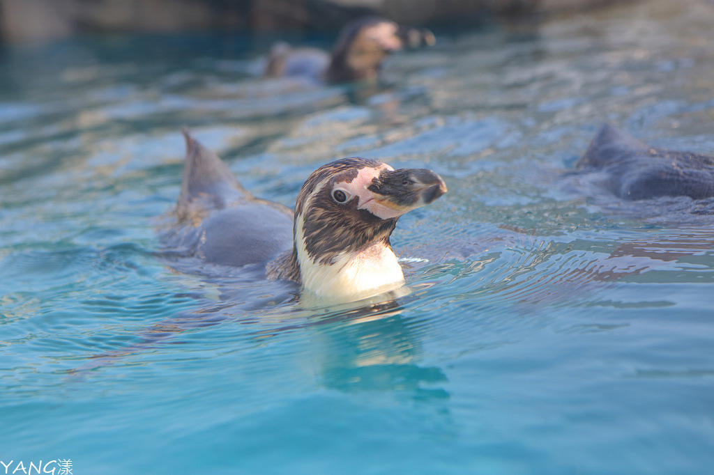 仙台海之杜水族館