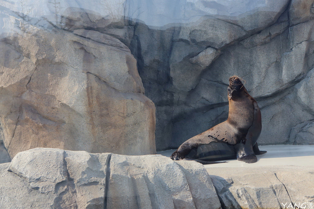 仙台海之杜水族館