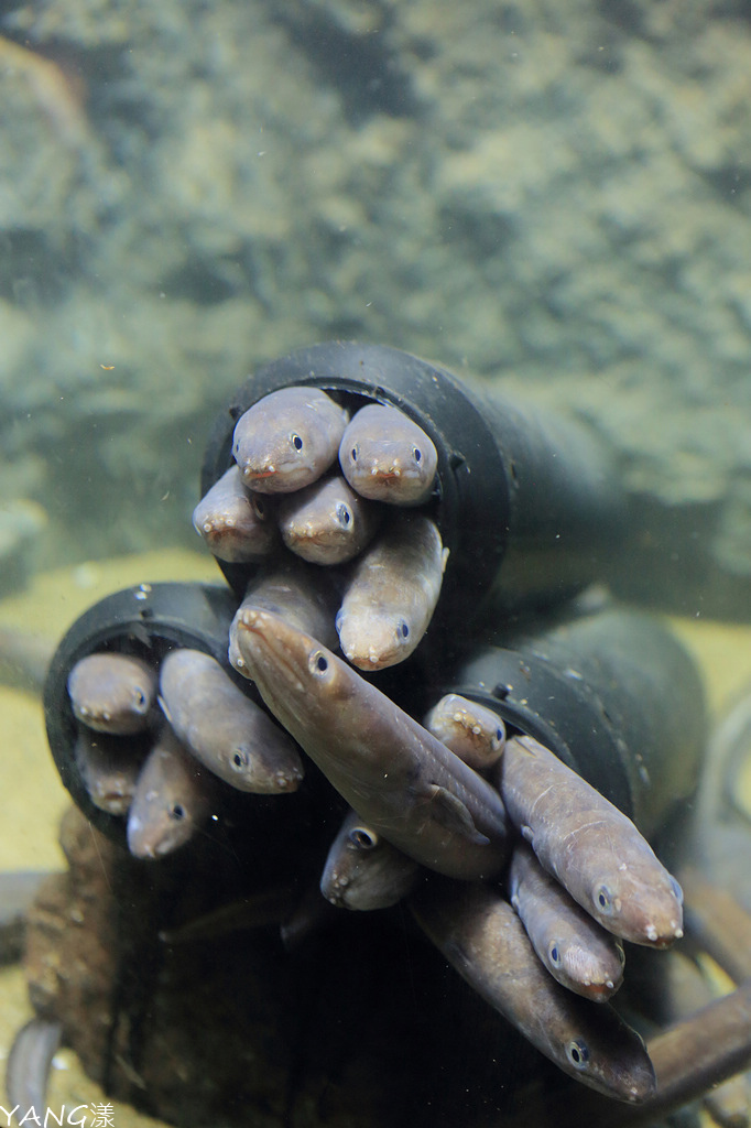 仙台海之杜水族館