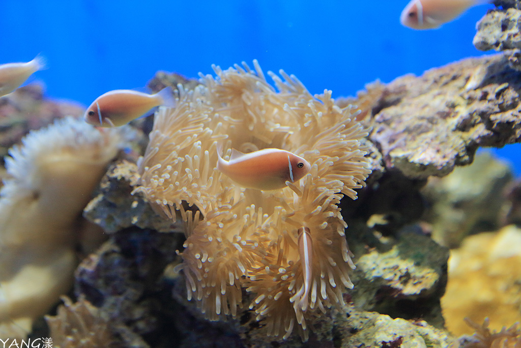 仙台海之杜水族館