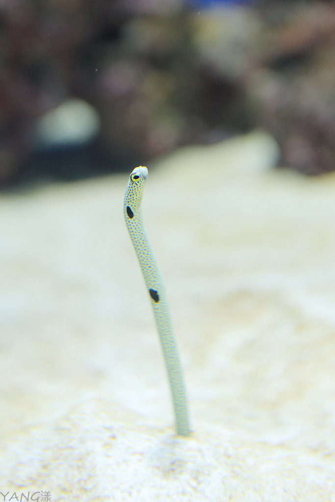 仙台海之杜水族館