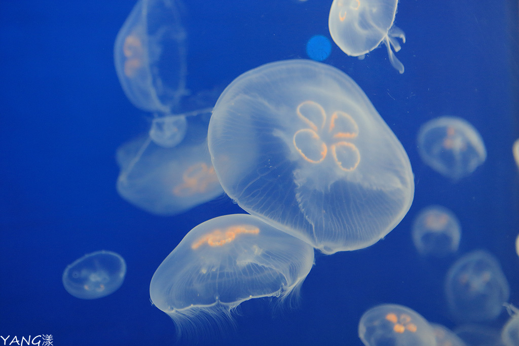 仙台海之杜水族館