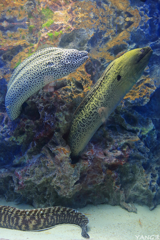 仙台海之杜水族館