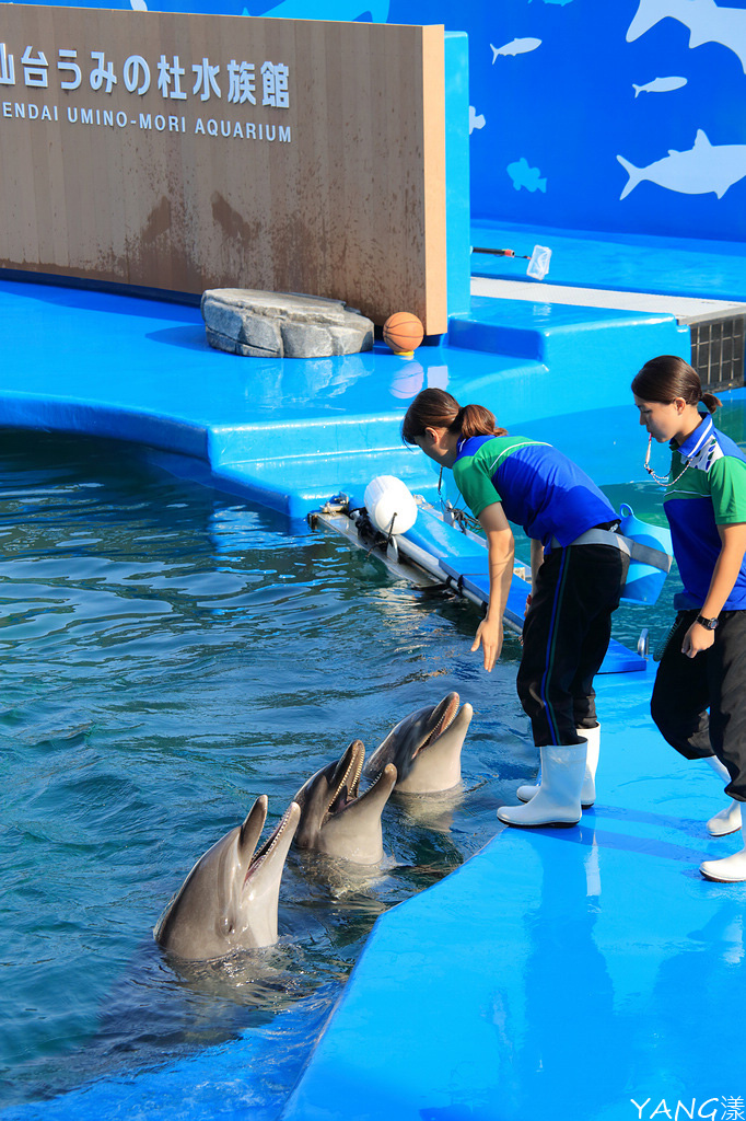 仙台海之杜水族館