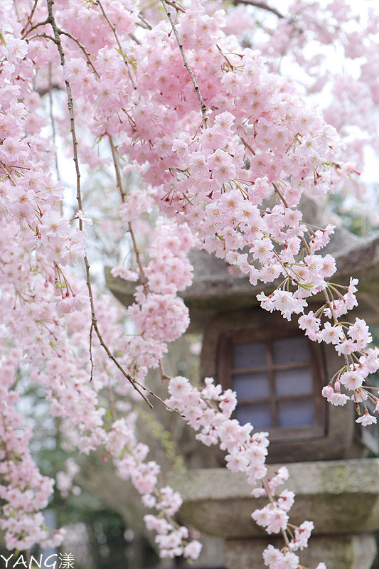 八幡堀