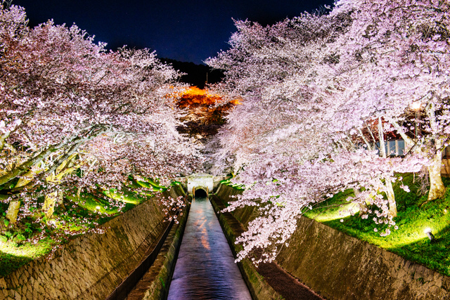 三井寺夜櫻（出自三井寺）