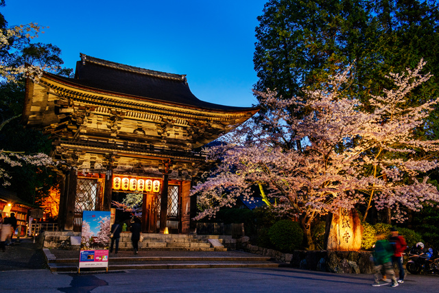 三井寺夜櫻（出自三井寺）