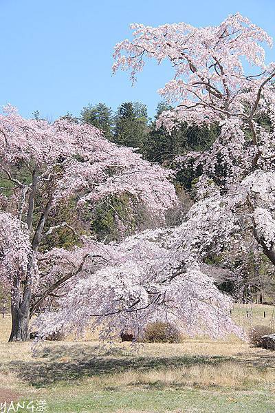 聖地平安鄉