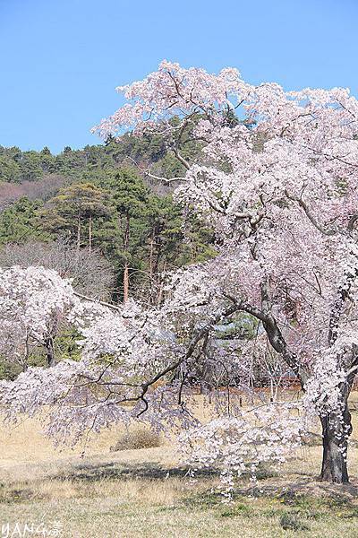 聖地平安鄉