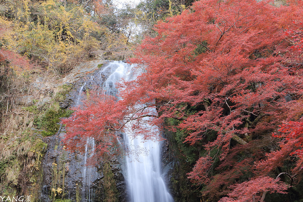 大阪 箕面瀑布 箕面滝 漫步森林浴步道 賞百大名瀑紅葉美景 Yang漾的趴趴照 痞客邦