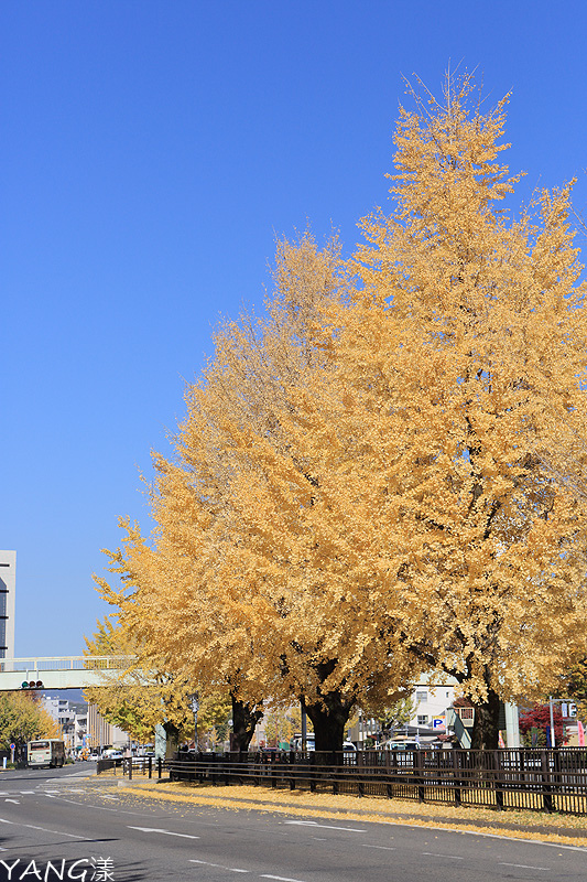 京都堀川通