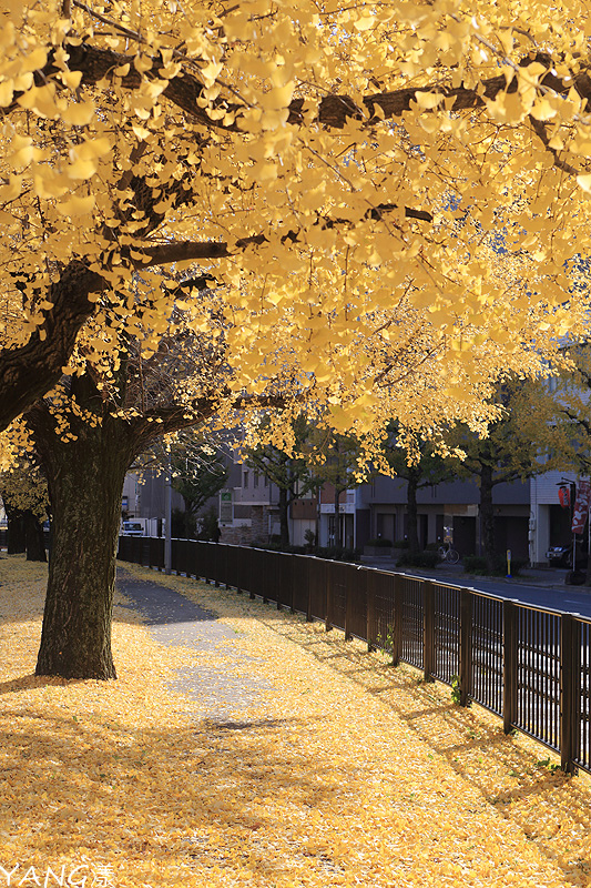 京都堀川通