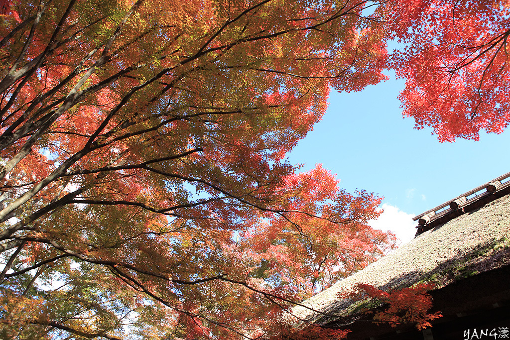 常寂光寺