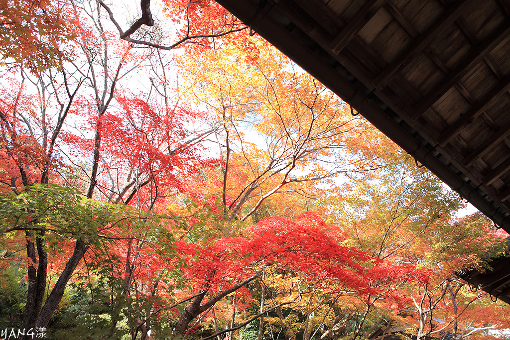 常寂光寺