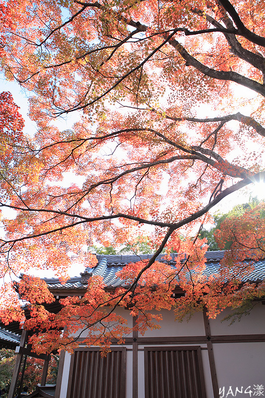 常寂光寺