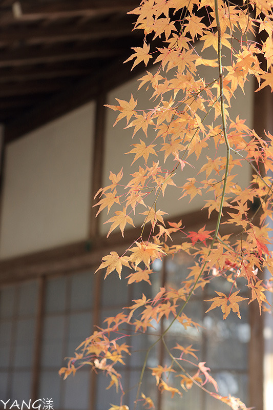 常寂光寺