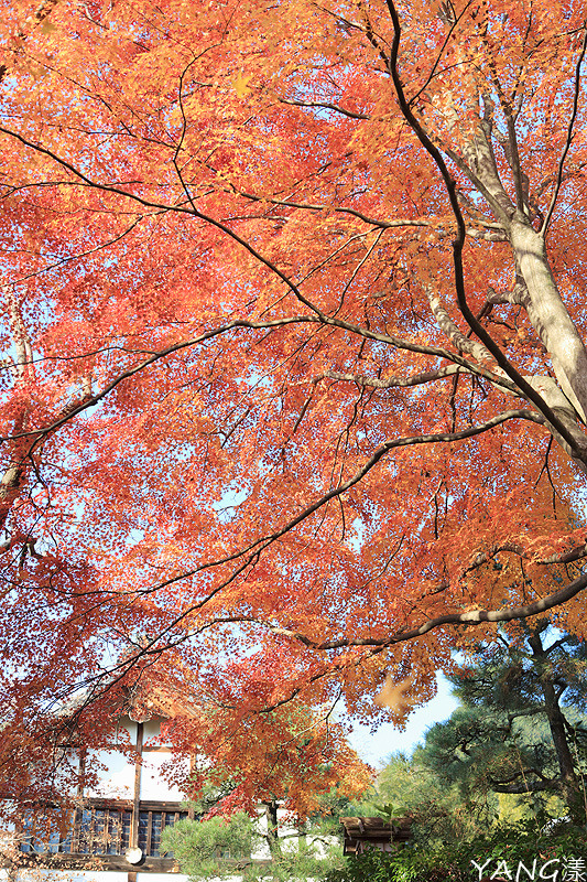 常寂光寺