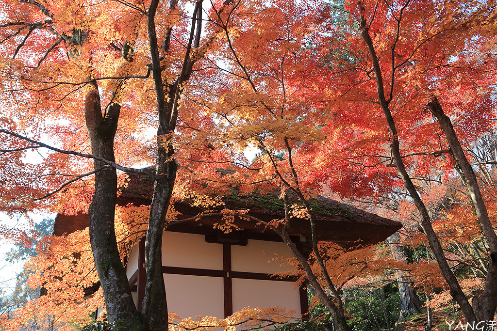 常寂光寺