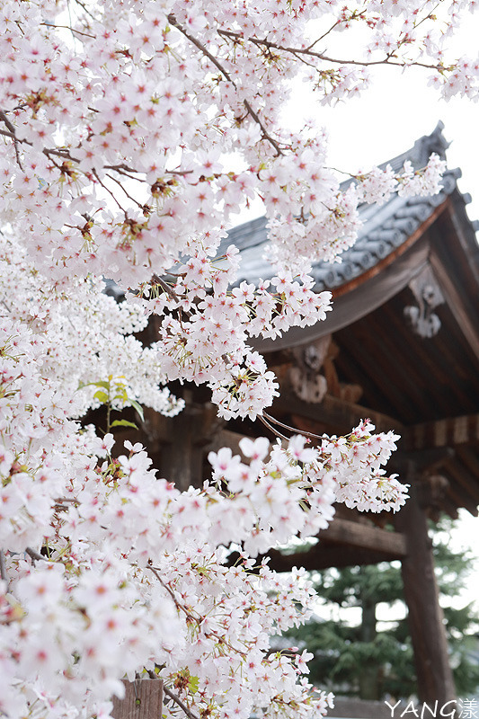 立本寺