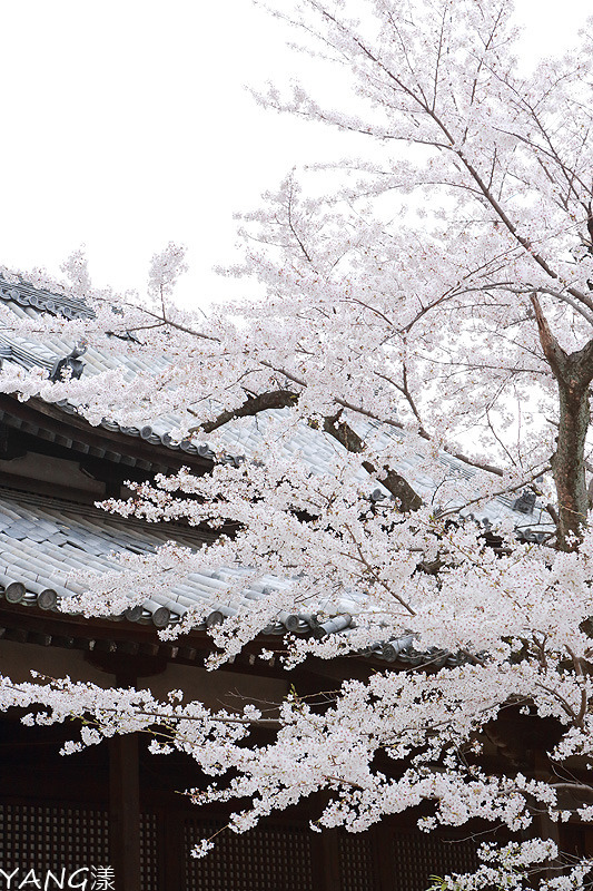 立本寺