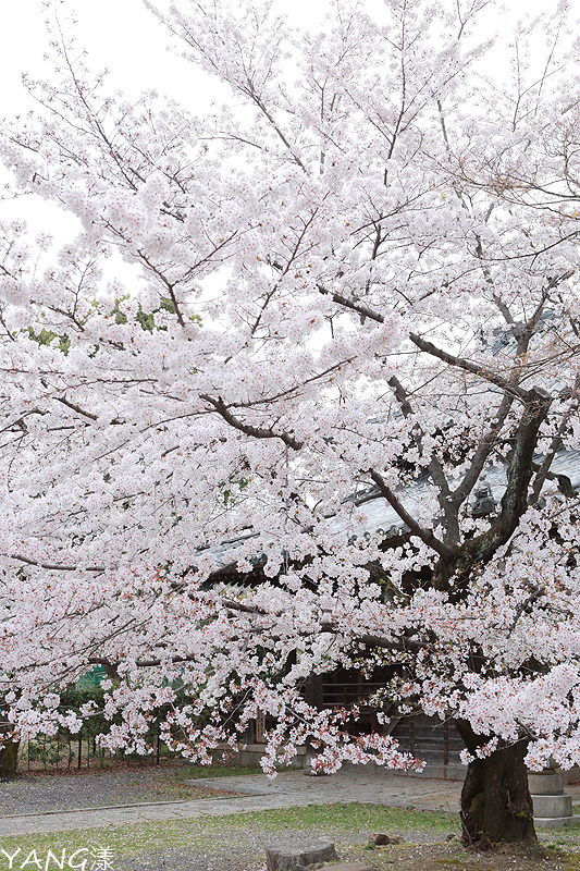 立本寺