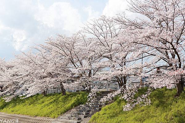 奈良佐保川