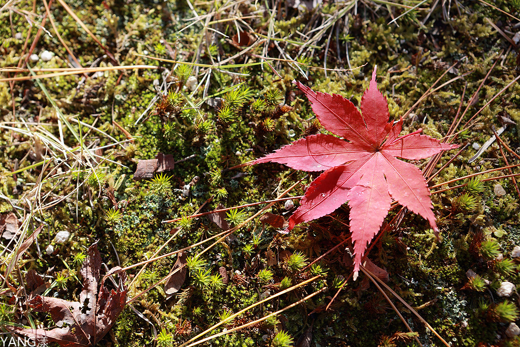 山口 防府天滿宮 毛利氏庭園散策賞紅葉 Yang漾的趴趴照 痞客邦