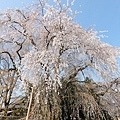 京都醍醐寺