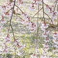 京都醍醐寺