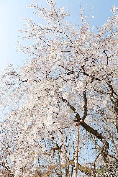 京都醍醐寺