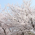 京都醍醐寺