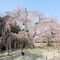 京都醍醐寺