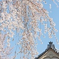 京都醍醐寺