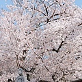 京都醍醐寺