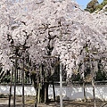 京都醍醐寺