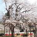 京都醍醐寺