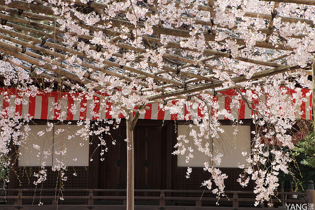 京都醍醐寺