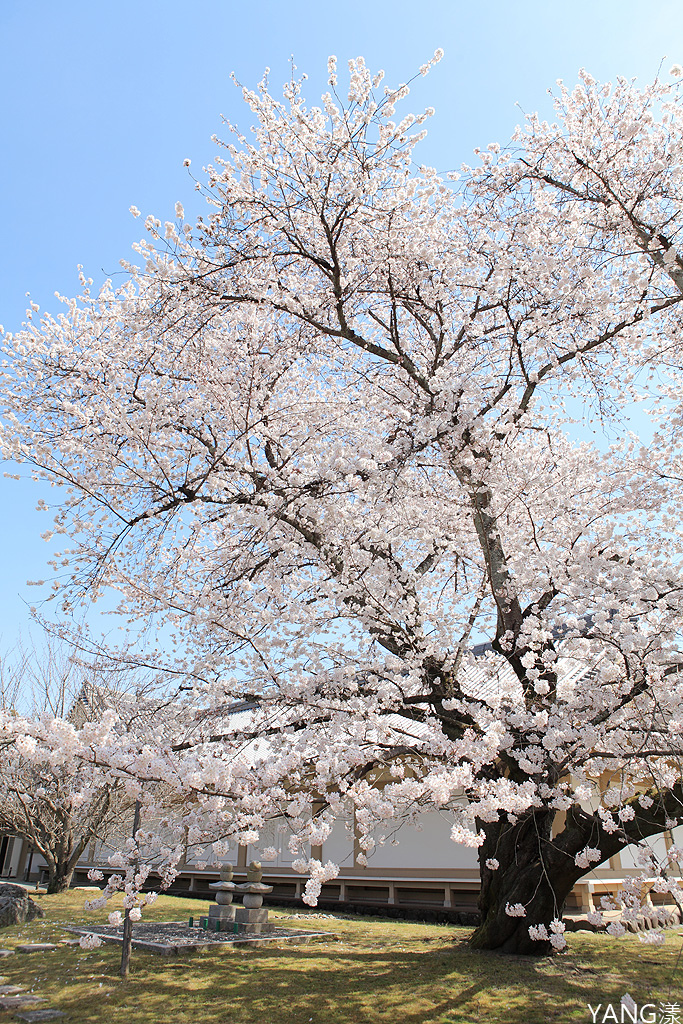 京都醍醐寺