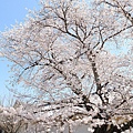 京都醍醐寺