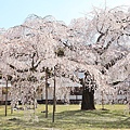 京都醍醐寺